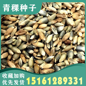 青稞种子荞麦米谷物粗粮发芽种籽包邮五谷杂粮种子珍珠麦种子