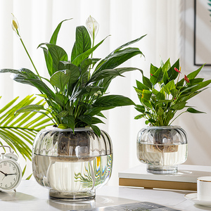 水培器皿创意玻璃花盆水养植物白掌红掌绿萝大号花瓶透明插花摆件