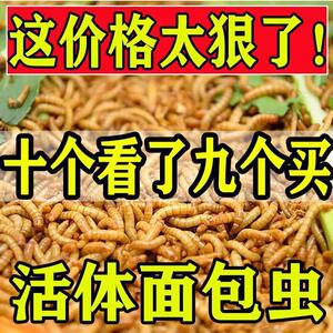 食料喜鹊主粮五谷宠物虫虫小鸟蛋白质食物鼠粮蝎子面包虫活虫画眉