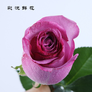 【冷美人玫瑰花】云南斗南 鲜花直供居家婚庆装饰紫色玫瑰