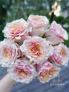 促玛贝拉肯尼亚玫瑰花大苗花瓣厚实复古粉色特大花阳台庭院花卉品