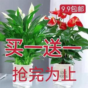 白掌一帆风顺盆栽室内绿植教室植物盆栽吸水盆栽植物室内净化空气