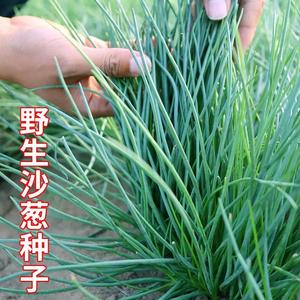 野生沙葱种子蒙古韭种籽多次收割多年生春秋农家菜园阳台盆栽蔬菜