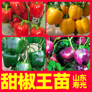 特大五彩甜椒王苗秧带土球红黄绿紫色方椒太空辣椒种子四季盆栽