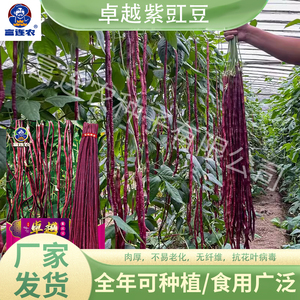 富连农卓越紫豇豆种子豆角种籽盆栽四季紫豆角菜园大棚蔬菜种籽子