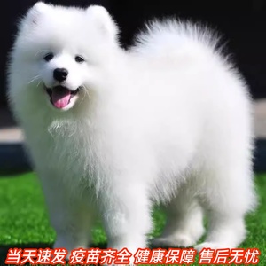 纯种萨摩耶幼犬活体微笑天使萨摩耶白色可爱型小狗幼犬宠物狗活物