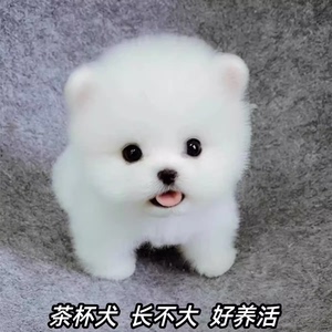 出售纯种俊介博美犬幼犬白色茶杯超小袖珍犬长不大的宠物狗活体狗