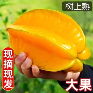 福建漳州甜杨桃新鲜水果整箱包邮5斤当季洋桃五角星水果时令阳桃