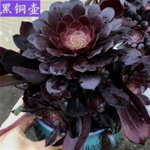 红覆轮锦法师三仙多肉多肉植物韶羞圆叶黑红铜壶星爆老桩一物一拍