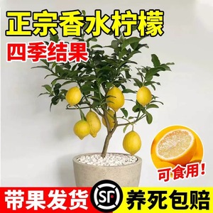 香水柠檬盆栽阳台庭院四季开花结果可食用水果树苗室内真绿植盆景