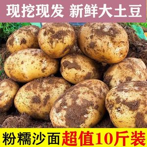 黄心土豆新鲜新土豆黄皮土豆价洋芋马铃薯黄肉土豆5/10斤