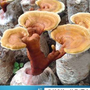 菌棒种植袋菌包邮种植食用阳台平菇蘑菇红包金针种植香种植菌包网