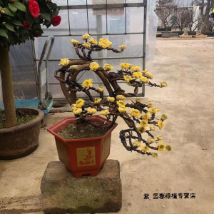 园艺结香花苗庭院种植吉祥爱情树结香花盆景造型梦里花树盆栽耐寒