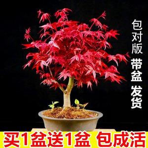 【买一送一】红枫树苗盆栽红舞姬中国红枫四季好养室内外耐寒植物