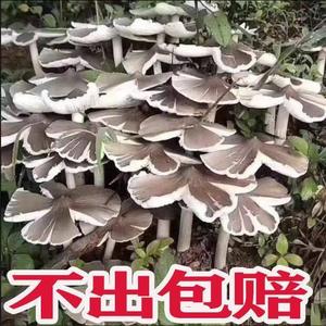 鸡枞菌种高产种子伞把菇三塔菌荔枝菌云南贵州食用菌种包人工种植