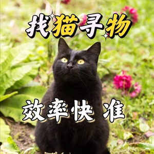 找猫咪找狗狗丢东西找失物找宠物找钥匙寻找找猫找狗团队建议