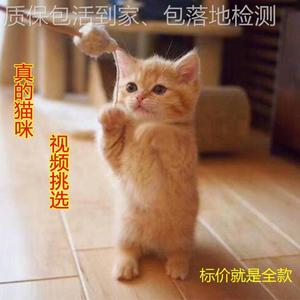 小猫活体田园猫宠物家养猫小咪活物土猫幼猫橘猫家养狸花猫奶猫咪