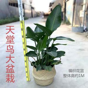 天堂鸟盆栽大型植物真花室内办公客厅书房四季常青大叶花卉北欧风