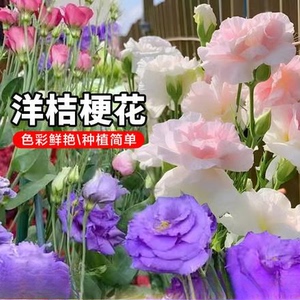 洋桔梗花四季活阳台庭院盆栽地栽南北方种