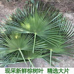 棕树叶新鲜棕榈树叶棕叶片包粽子棕编材料棕榈叶大叶包粽子绳包邮