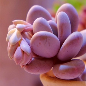 桃美人多肉植物奥普林挪精养腰子蛋亚美桃蛋老桩群生超萌盆栽植物