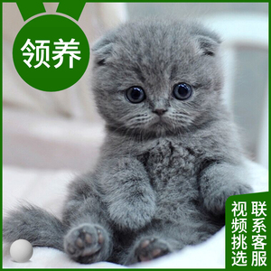 猫咪活物宠物幼猫暹罗布偶橘猫英短幼崽美短小猫蓝猫金银渐层猫猫