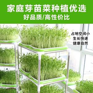 s芽菜种植盘水培蔬菜种植容器室内种菜专用家用种菜架子阳台多层