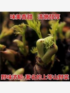 东北刺龙芽种子刺嫩芽种子刺老包种子刺包芽种子特色蔬菜种子野菜