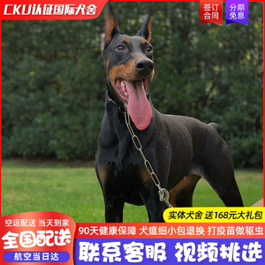 【视频1v1挑选】杜宾犬幼犬纯种迷你笃宾犬大型犬小宠物狗狗活体