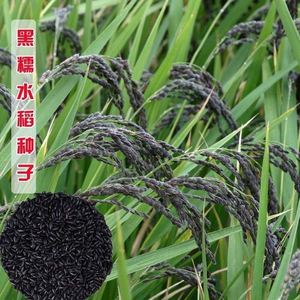 正宗黑糯米种子黑谷种子黑稻谷水稻种子糯米黑旱稻黑米水稻种子