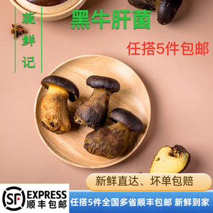 新鲜黑牛肝菌500g 牛肝菌食用菌菇炒菜煲汤火锅食材 满5件包邮