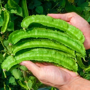 四棱豆种子四棱豆苗海南四角豆苗种蔬菜皇帝豆尼龙豆香龙豆种籽孑