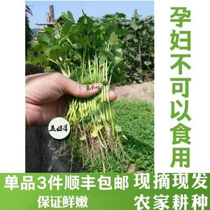 益母草新鲜坤草野菜女性修养生理期需要500g新鲜益母草菜鲜蔬菜