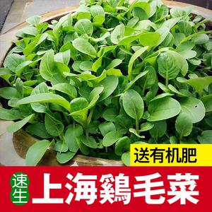 四季鸡毛菜种籽上海青苏州青快菜速生小白菜油菜阳台盆栽蔬菜种子