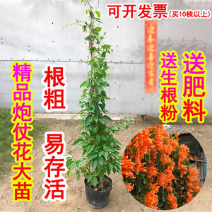 炮仗花苗爬藤植物垂吊凌霄花四季攀爬  牵藤爬墙庭院鞭炮花阳台