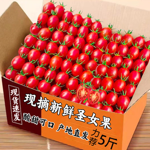 2024现摘圣女果新鲜小番茄5斤水果当季蔬菜自然熟西红柿生吃番茄