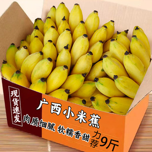 广西小米蕉新鲜香蕉9斤应当季新鲜自然熟水果小香芭蕉甜整箱包邮