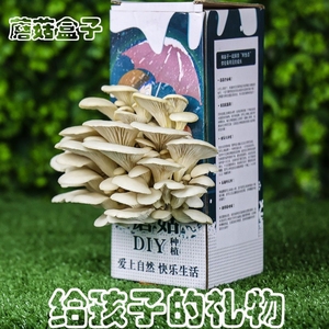 蘑菇盒子diy蘑菇菌包平菇菌种食用菌家庭种植儿童礼品精灵菌菇包