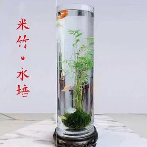 米竹水培鱼缸玻璃瓶带根苔藓球植物室内禅意盆栽凤尾竹观音竹竹子