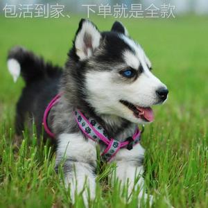 纯种士哈士ULS奇幼犬活活体西伯利亚雪橇犬三把火哈奇体二哈宠物