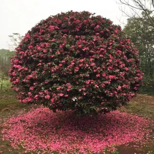 花开花球茶梅树植物绿化球形庭院花园植物植物开茶梅耐寒盆栽