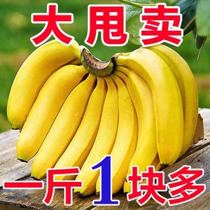 云南甜香蕉新鲜10斤水果当季现摘芭蕉小米蕉大香焦商用整箱自然熟