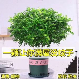 驱蚊虫清香木盆栽正宗胡椒木花卉绿植四季好养净化空气吸甲醛植物