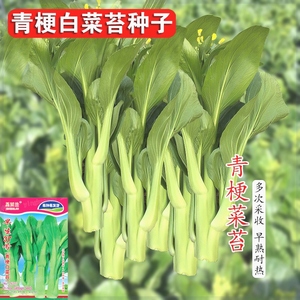 青梗白菜苔菜种籽广东菜心白菜苔农家新鲜青菜四季蔬菜种子孑籽种