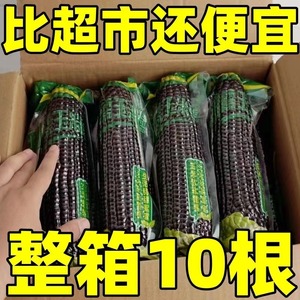 24正宗本年新货黑糯玉米新鲜糯粘黑玉米棒真空包装非转基因糯玉米