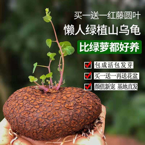 【红藤山乌龟】可养百年多肉植物金盆栽室内可水培四季长青