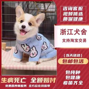 【浙江犬舍】纯种柯基幼犬出售活体柯基小型双色三色威尔士宠训练