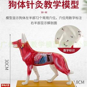 狗体针灸穴位模型及狗解剖模型兽医模型动物模型犬解剖模.