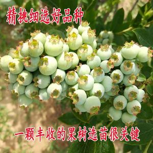 蓝莓树果苗盆栽地栽带花带果特大南方北方种植阳台当年结果蓝莓苗