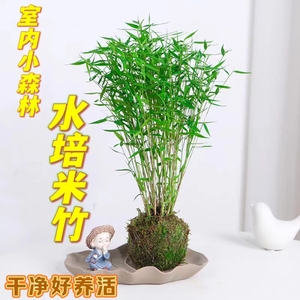 水培米竹植物苔藓球盆景绿植室内吸甲醛水养观赏竹盆栽净化空气